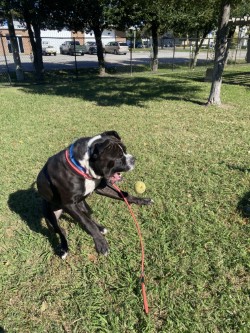 61927884 - Pit Bull Terrier / Mix available for adoption