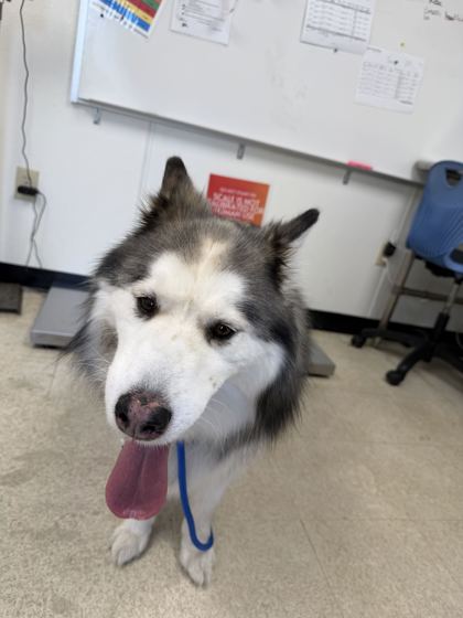 DALLAS - Alaskan Malamute / Mix available for adoption