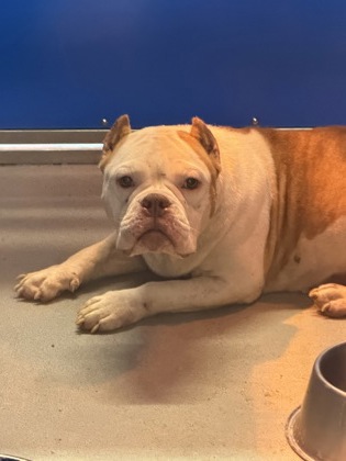 61895643 - Pit Bull Terrier / Mix available for adoption
