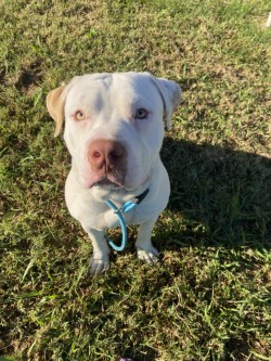 61927897 - Pit Bull Terrier / Mix available for adoption