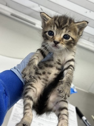 61810190 - Domestic Shorthair / Mix available for adoption