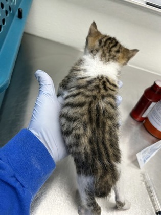 61951126 - Domestic Shorthair / Mix available for adoption