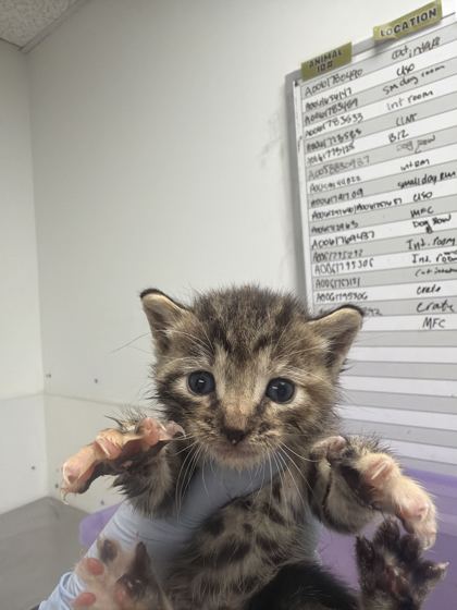 61800208 - Domestic Shorthair / Mix available for adoption