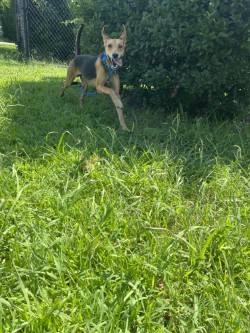 BABY - Hound / Mix available for adoption