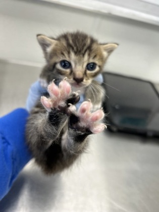 61810194 - Domestic Shorthair / Mix available for adoption