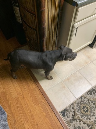BELLA - Bully American - Pocket / Mix available for adoption