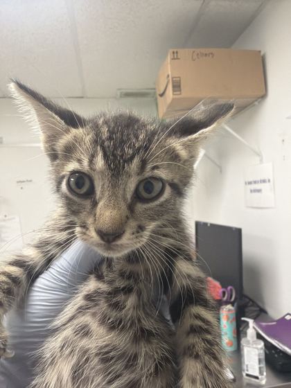 61660973 - Domestic Shorthair / Mix for adoption in Norfolk