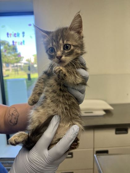 61859697 - Domestic Shorthair / Mix available for adoption
