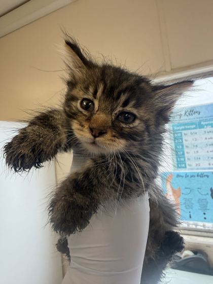 61776901 - Domestic Longhair / Mix available for adoption