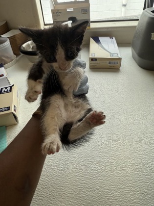 61768669 - Domestic Shorthair / Mix available for adoption