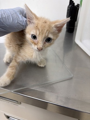 61755432 - Domestic Shorthair / Mix available for adoption