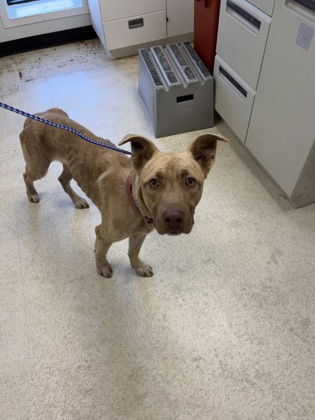 61837852 - Pit Bull Terrier / Mix available for adoption