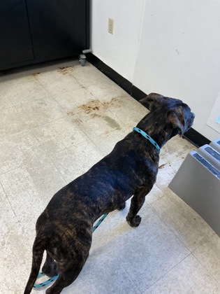 61942621 - Pit Bull Terrier / Mix available for adoption