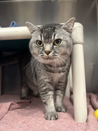 61745950 - British Shorthair / Mix available for adoption