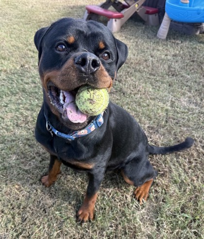 61935563 - Rottweiler / Mix available for adoption