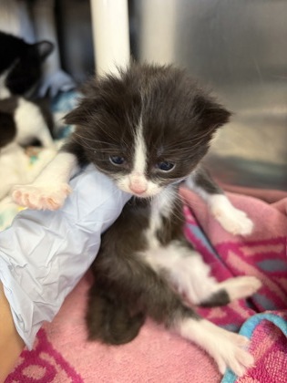 61893979 - Domestic Shorthair / Mix available for adoption