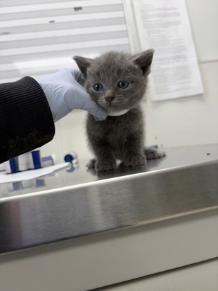 61878787 - Domestic Shorthair / Mix available for adoption