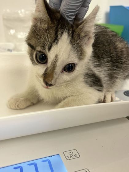 61716323 - Domestic Shorthair / Mix available for adoption
