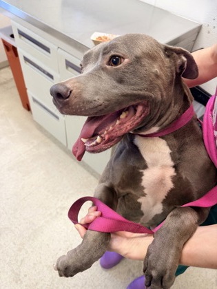 61870683 - Pit Bull Terrier / Mix available for adoption