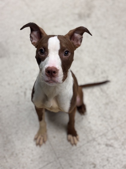 HAZEL - Pit Bull Terrier / Mix available for adoption