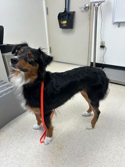 CIRCE - Australian Shepherd / Mix available for adoption