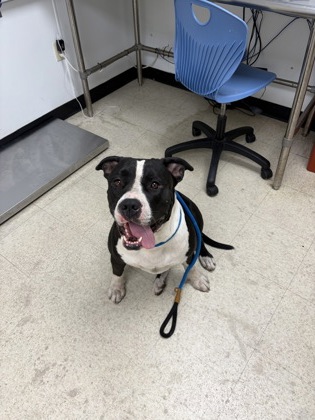 61759736 - Pit Bull Terrier / Mix available for adoption