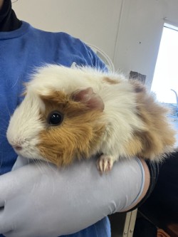 61979579 - Guinea Pig / Guinea Pig available for adoption