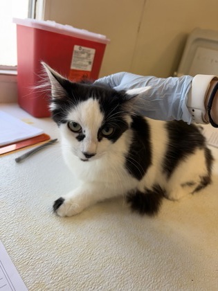 61894065 - Domestic Medium Hair / Mix available for adoption