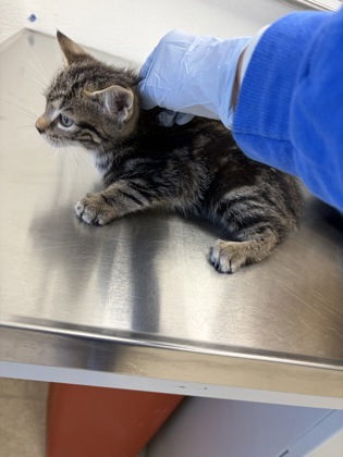61857036 - Domestic Shorthair / Mix available for adoption