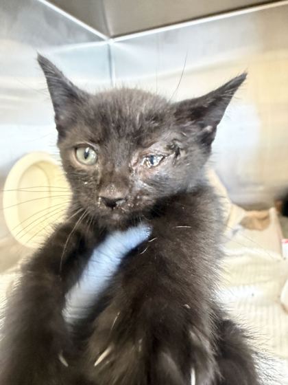 61828043 - Domestic Shorthair / Mix available for adoption