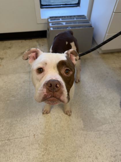 61895644 - Pit Bull Terrier / Mix available for adoption