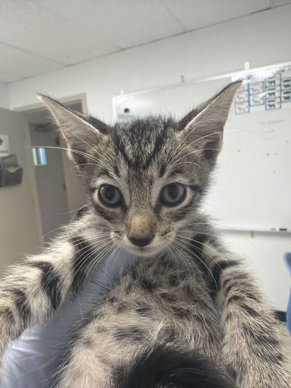 61660976 - Domestic Shorthair / Mix for adoption in Norfolk