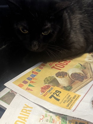 BABY - Domestic Shorthair / Mix available for adoption