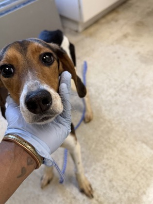61973324 - Beagle / Mix available for adoption