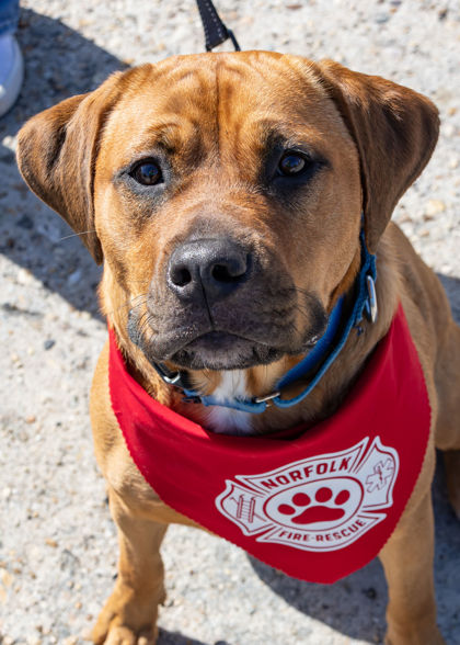 COCO - Labrador Retriever / Mix available for adoption