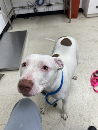 JOY - Pit Bull Terrier / Mix for adoption in Norfolk