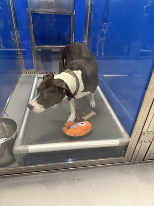 OPHELIA - Pit Bull Terrier / Mix available for adoption