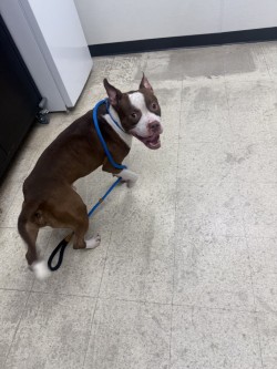 BAJA BLAST - Pit Bull Terrier / Mix available for adoption