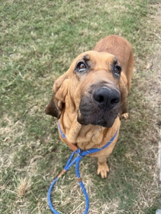 61812113 - Bloodhound / Mix available for adoption