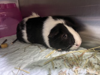 MOCHI - Guinea Pig / Guinea Pig available for adoption