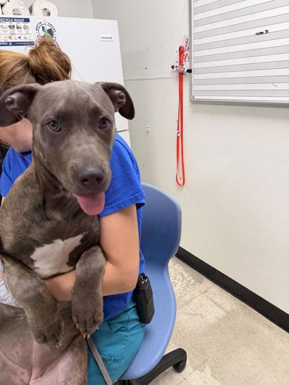 CHLOE - Cane Corso / Mix available for adoption