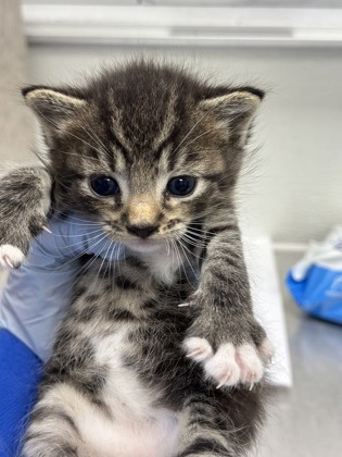 61810193 - Domestic Shorthair / Mix available for adoption
