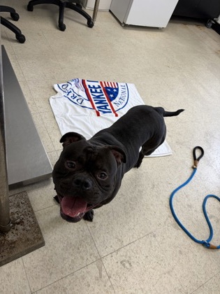 MIDNIGHT - Bully American - Pocket / Mix available for adoption