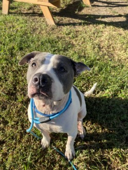 61939649 - Pit Bull Terrier / Mix available for adoption