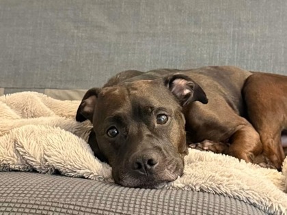 DUCK - Pit Bull Terrier / Mix for adoption in Norfolk