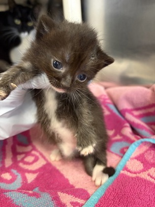 61893995 - Domestic Shorthair / Mix available for adoption