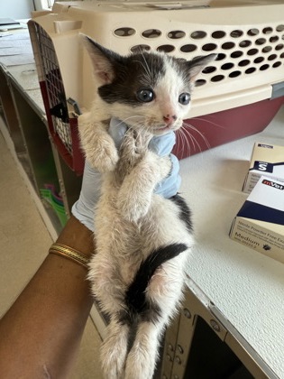 61768660 - Domestic Shorthair / Mix available for adoption