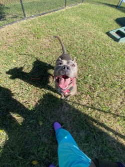 61915147 - Pit Bull Terrier / Mix available for adoption