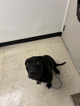 61759254 - Pit Bull Terrier / Mix available for adoption