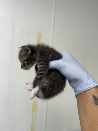 61709458 - Domestic Medium Hair / Mix available for adoption